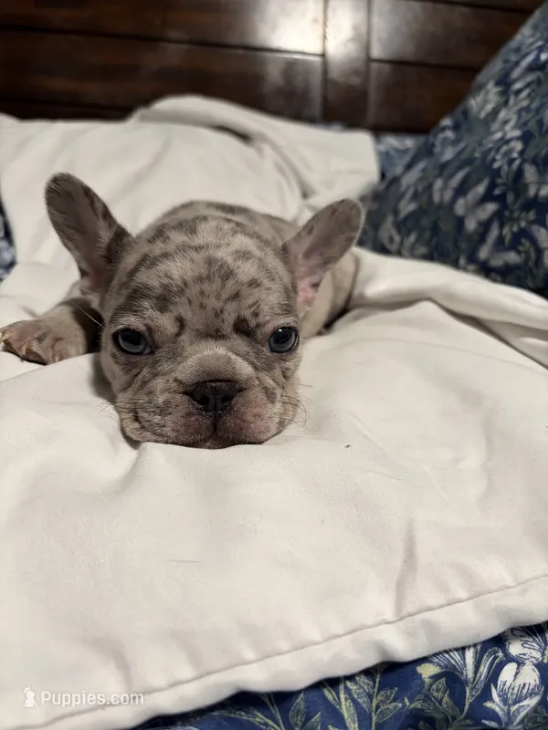 Bobby  – French Bulldog puppy for sale in Belleville, NJ