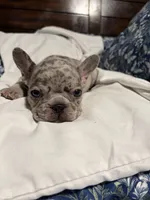 Bobby , a male French Bulldog for sale in Belleville, NJ – 1 of 4
