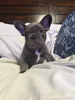 Adam, a male French Bulldog for sale in Belleville, NJ – 4 of 4