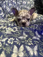 Ila, a female French Bulldog for sale in Belleville, NJ – 3 of 4