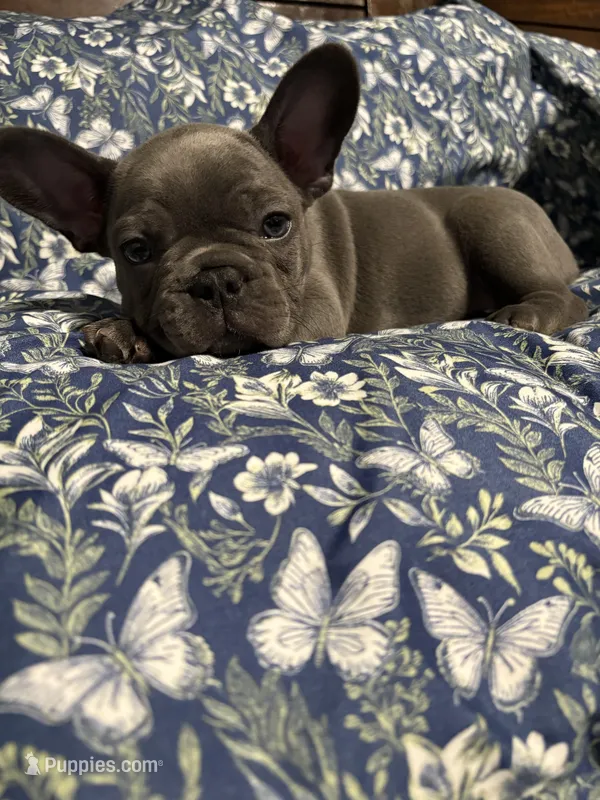 Maybelline – French Bulldog puppy for sale in Belleville, NJ