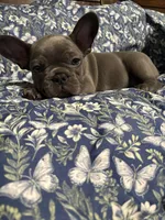 Maybelline, a female French Bulldog for sale in Belleville, NJ – 1 of 4