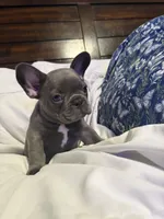 Adam, a male French Bulldog for sale in Belleville, NJ – 1 of 4