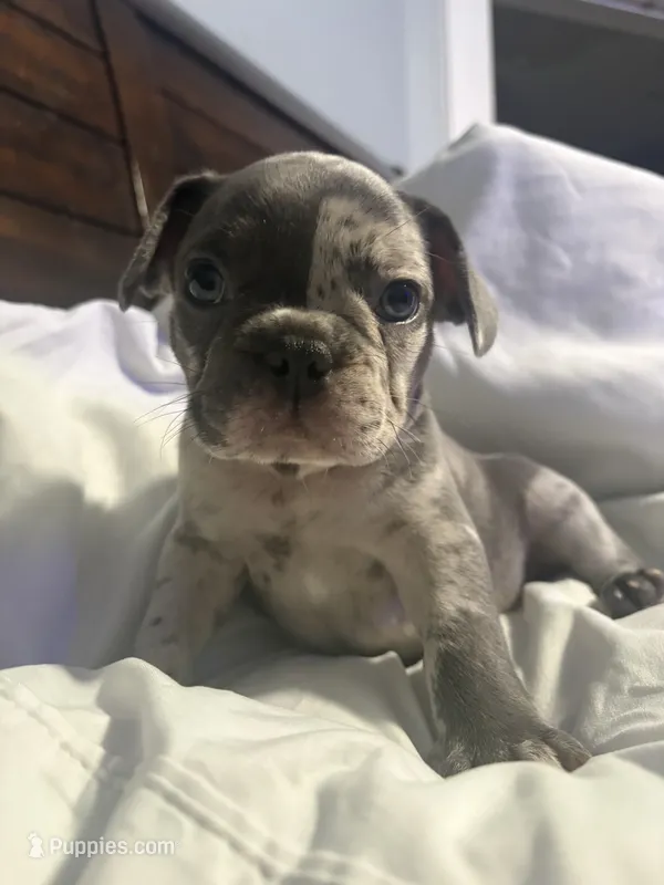 Harvey – French Bulldog puppy for sale in Belleville, NJ