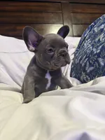 Adam, a male French Bulldog for sale in Belleville, NJ – 2 of 4