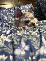Ila, a female French Bulldog for sale in Belleville, NJ – 4 of 4