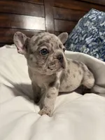 Bobby , a male French Bulldog for sale in Belleville, NJ – 3 of 4