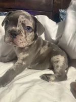 Harvey, a male French Bulldog for sale in Belleville, NJ – 2 of 4