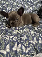 Maybelline, a female French Bulldog for sale in Belleville, NJ – 2 of 4