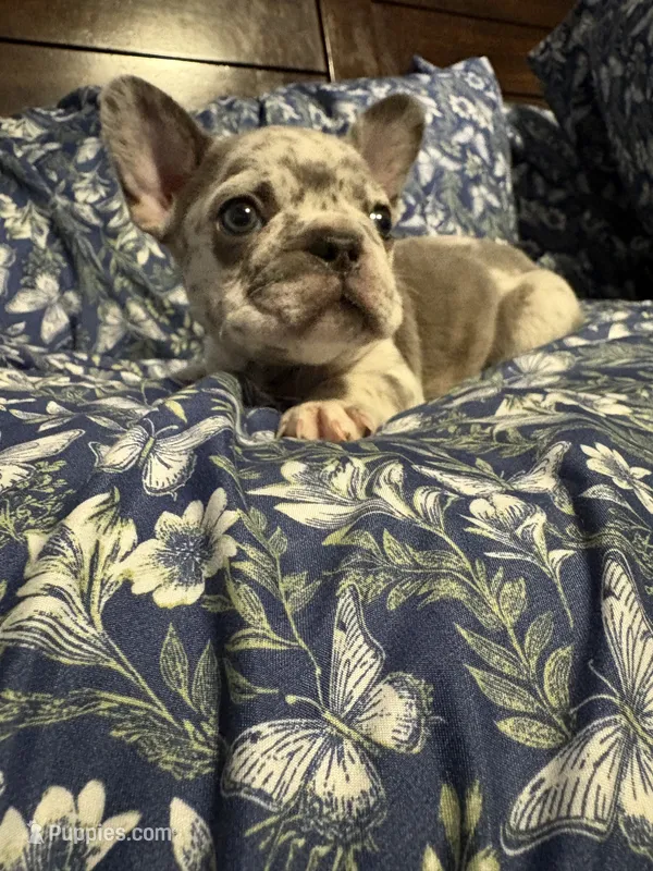 Ila – French Bulldog puppy for sale in Belleville, NJ