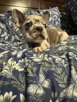 Ila, a female French Bulldog for sale in Belleville, NJ – 1 of 4