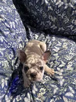 Ila, a female French Bulldog for sale in Belleville, NJ – 2 of 4