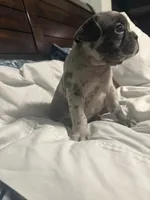 Harvey, a male French Bulldog for sale in Belleville, NJ – 3 of 4