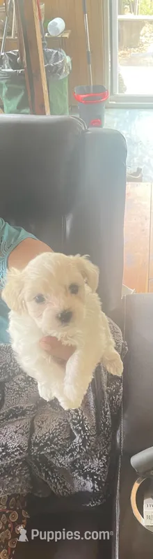 Puppy 3 – Shihpoo puppy for sale in Clarksville, TN
