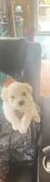 Puppy 3, a male Shihpoo for sale in Clarksville, TN – 1 of 1