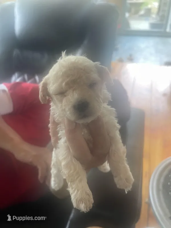Puppy 2 – Shihpoo puppy for sale in Clarksville, TN