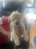Puppy 2, a female Shihpoo for sale in Clarksville, TN – 1 of 1
