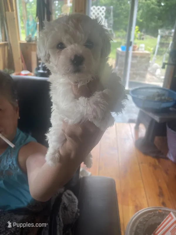Puppy 4, a male Shihpoo for sale in Clarksville, TN – 1 of 1