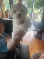Puppy 4, a male Shihpoo for sale in Clarksville, TN – 1 of 1