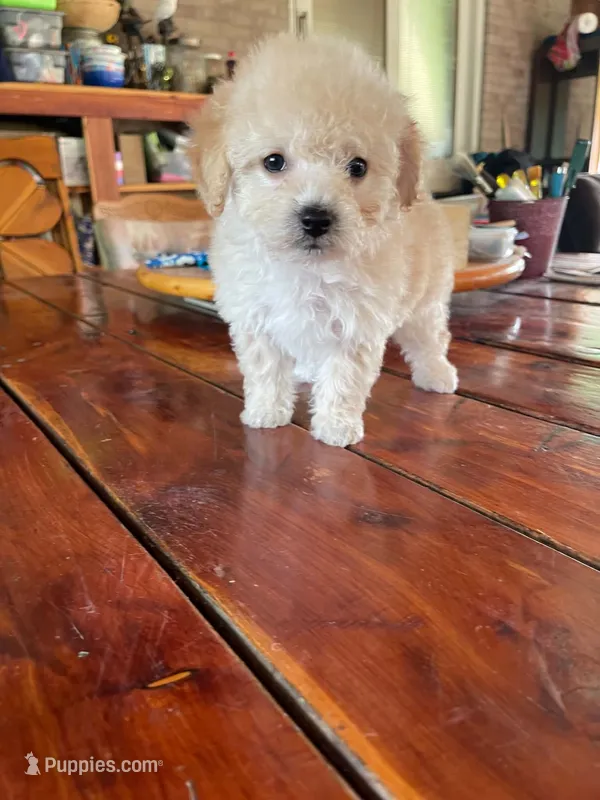 Puppy 2 – Shihpoo puppy for sale in Clarksville, TN
