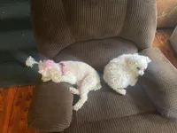 None, a female Shihpoo for sale in Clarksville, TN – 2 of 2