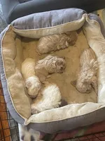 None, a female Shihpoo for sale in Clarksville, TN – 1 of 2