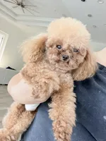 Purik , a male Poodle - Toy  for sale in North Port, FL – 1 of 4