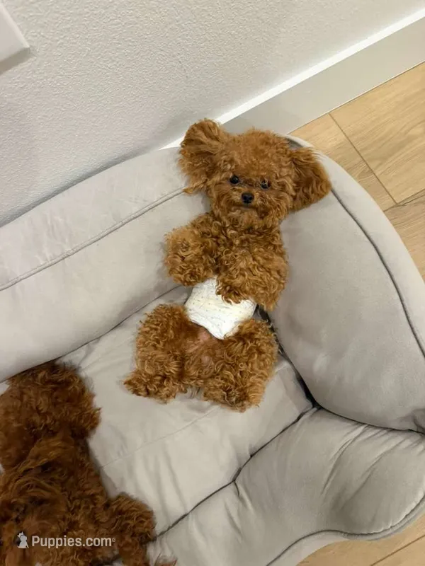 Purik  – Poodle - Toy  puppy for sale in North Port, FL