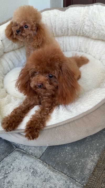 Luna, a female Poodle - Toy  for sale in North Port, FL – 4 of 4