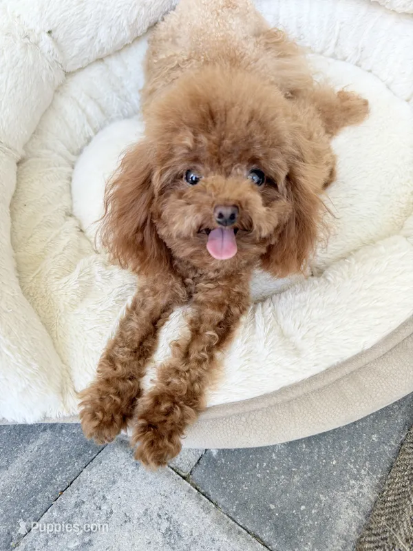 Luna – Poodle - Toy  puppy for sale in North Port, FL