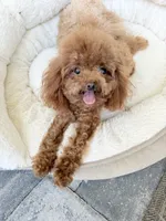 Luna, a female Poodle - Toy  for sale in North Port, FL – 1 of 4
