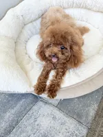 Luna, a female Poodle - Toy  for sale in North Port, FL – 2 of 4