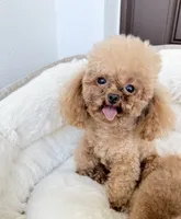 Purik , a male Poodle - Toy  for sale in North Port, FL – 2 of 4