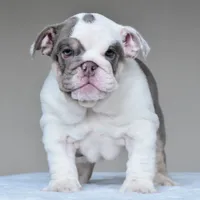 Nala, a female English Bulldog for sale in Dallas, TX – 4 of 8