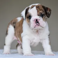 Gio, a male English Bulldog for sale in Dallas, TX – 7 of 8