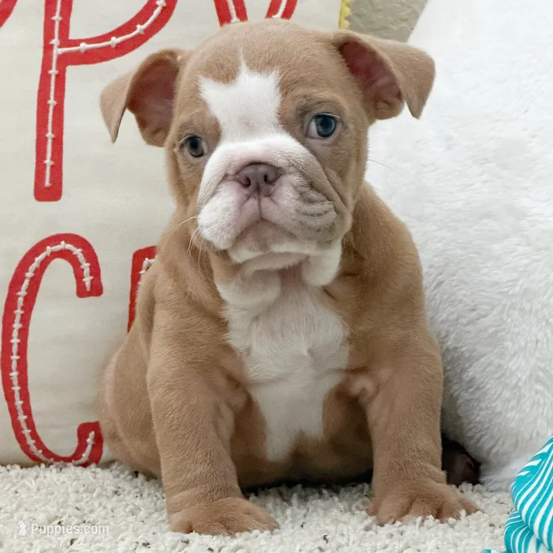 Maple – English Bulldog puppy for sale in Dallas, TX