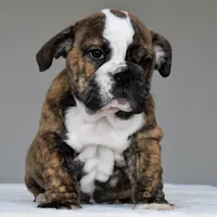 Luna, a female English Bulldog for sale in Dallas, TX – 6 of 6