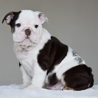 KIRA, a female English Bulldog for sale in Dallas, TX – 4 of 9