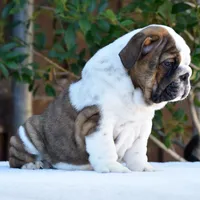 Malia, a female English Bulldog for sale in Dallas, TX – 5 of 9