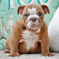 Maple, a female English Bulldog for sale in Dallas, TX – 8 of 8