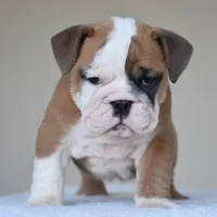 MIMI, a female English Bulldog for sale in Dallas, TX – 1 of 10