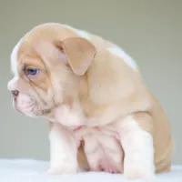 processed/95e95aaf-8b58-4c97-82ba-b4eff54bd093/listing/05cf81ed-3437-416a-820b-a57c80662876/08ffad13-3baa-4d75-8509-466cb9f3341b