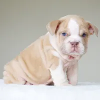 processed/95e95aaf-8b58-4c97-82ba-b4eff54bd093/listing/05cf81ed-3437-416a-820b-a57c80662876/303c3f70-ca8d-42be-9071-f78a3c14da0e