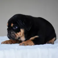 Ciro, a male English Bulldog for sale in Dallas, TX – 5 of 10