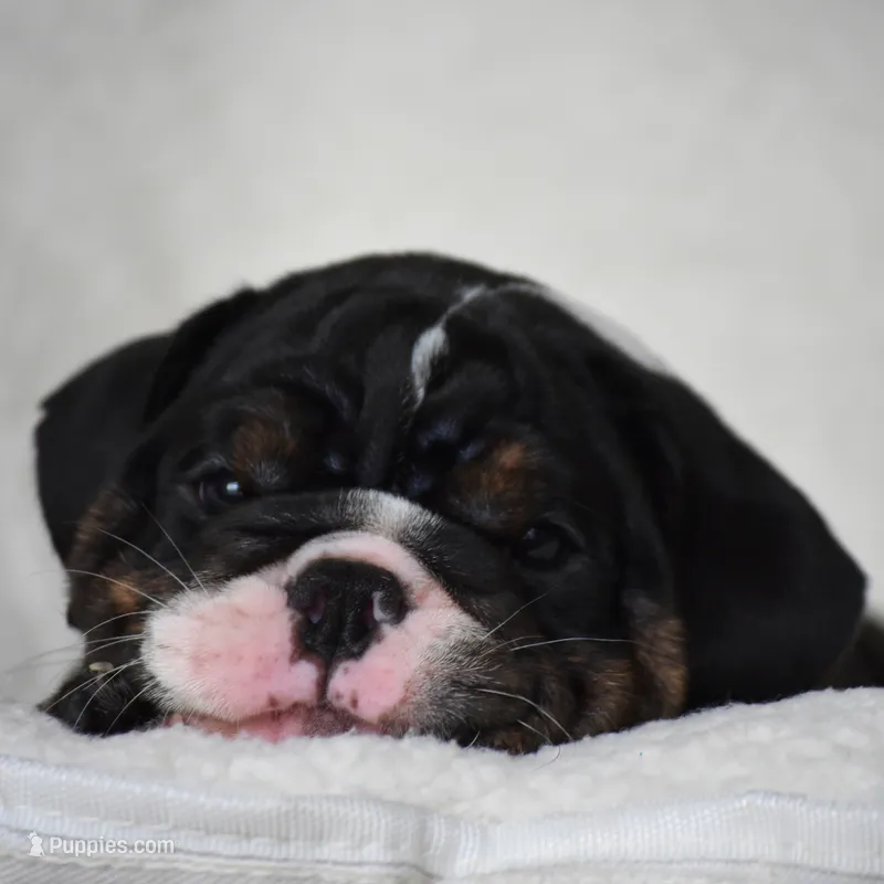 Capri – English Bulldog puppy for sale in Dallas, TX