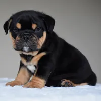 Ciro, a male English Bulldog for sale in Dallas, TX – 7 of 10
