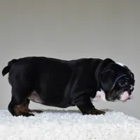 Capri, a female English Bulldog for sale in Dallas, TX – 7 of 10