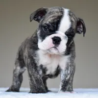 Nilo, a male English Bulldog for sale in Dallas, TX – 5 of 6