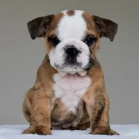 Theo, a male English Bulldog for sale in Dallas, TX – 6 of 8