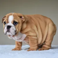 Olive, a female English Bulldog for sale in Dallas, TX – Photo 9 of 10